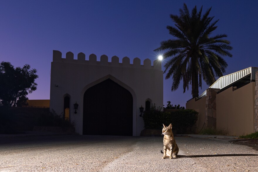 A cat is shown in the city of Muscat, Oman. Maryam Al Balushi runs an in-home animal shelter in Muscat. "This is my problem: I don't have a limit. If I find a cat with bad eyes ... a broken leg ... how can I leave them? I cannot," she told Shaw and Marttila for their book "Cats of the World."