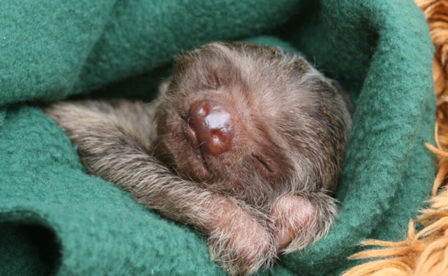 A baby sloth in the care of the AIUNAU Foundation; Medellin, Columbia.