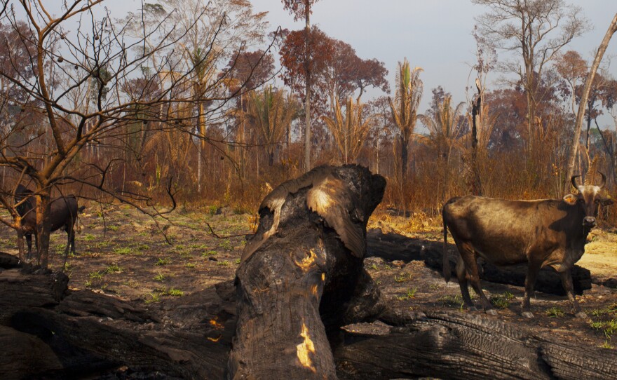 Deforestation in Rondonia has increased by 41 percent.