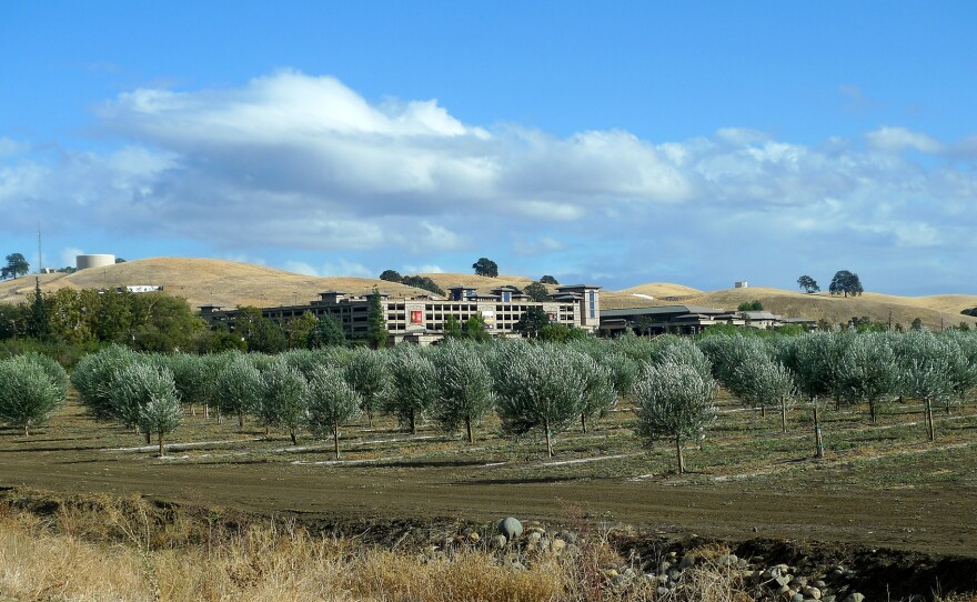 Olive trees belonging to the Yocha Dehe Wintun Nation, with their Cache Creek Casino in the background.