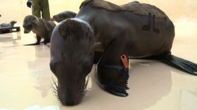 Sea lion pups are pictured at the wildlife rescue center at SeaWorld San Diego, Feb. 17, 2015 
