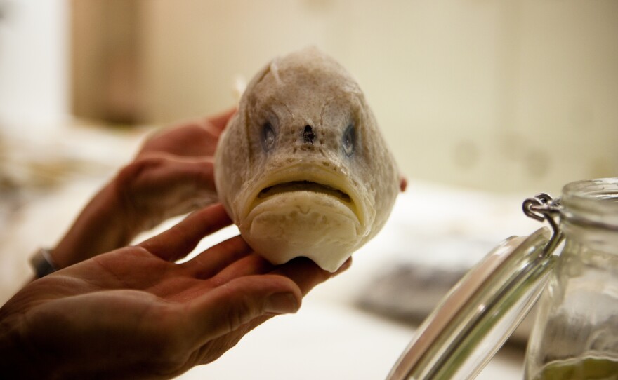 Up close and personal with a sea toad (Chaunax pictus) — this one collected from the ocean depths near the island of Curacao, off Venezuela's Caribbean coast.