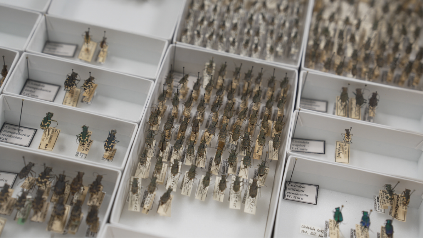 A tray of pinned specimens at the San Diego Natural History Museum is displayed on July 9, 2026.