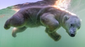 A polar bear swimming at the San Diego Zoo in an undated photo.