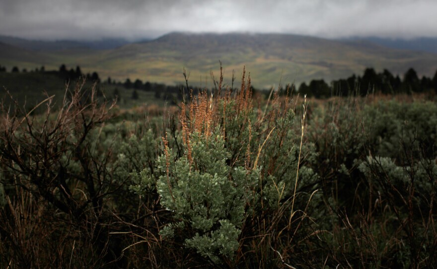 Sagebrush supplies the sage grouse with a steady food supply and shelter. The birds cannot live without it.