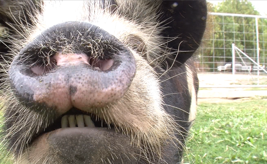 A pig on the Primal Pastures farm in Murrieta gets up close, May 25, 2015.