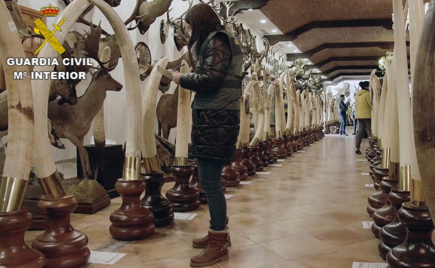 Ivory elephant tusks in the collection.