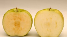 Soon after being sliced, a conventional Granny Smith apple (left) starts to brown, while a newly developed GM Granny Smith stays fresher looking.