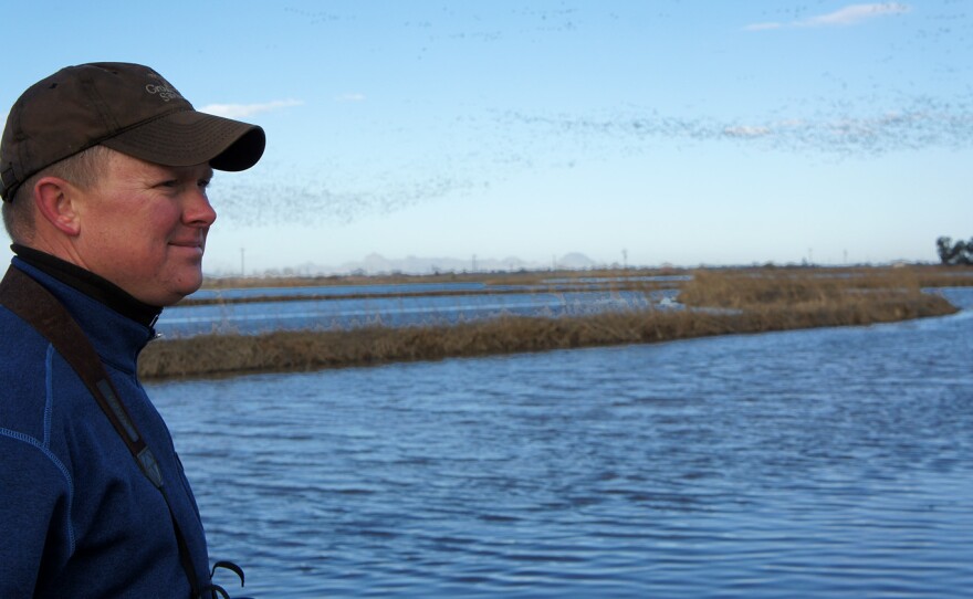 Rice farmer Douglas Thomas watches snow geese take flight over his rice fields in California's Central Valley.