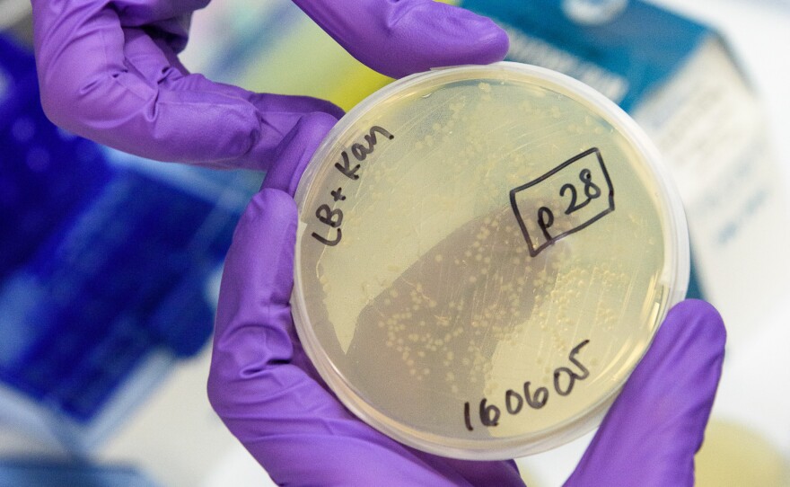 Christian Choe seals a plate with E. coli bacteria that contain a ring of genetic material to produce the antibiotic protein.