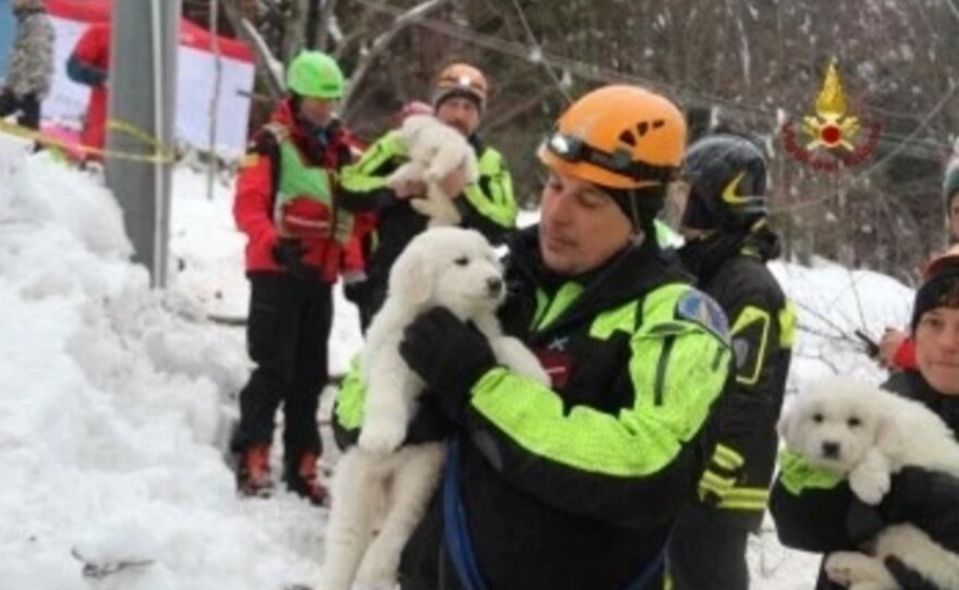 Emergency crews hold puppies they rescued on Monday in the area of the avalanche in Farindola, Italy.