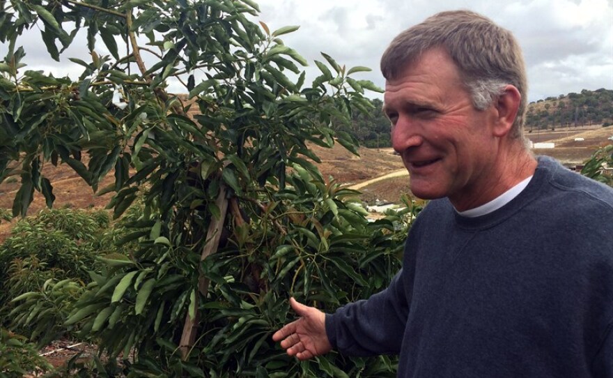 Nick Stehley is pictured on his avocado farm in Valley Center in this undated photo. 