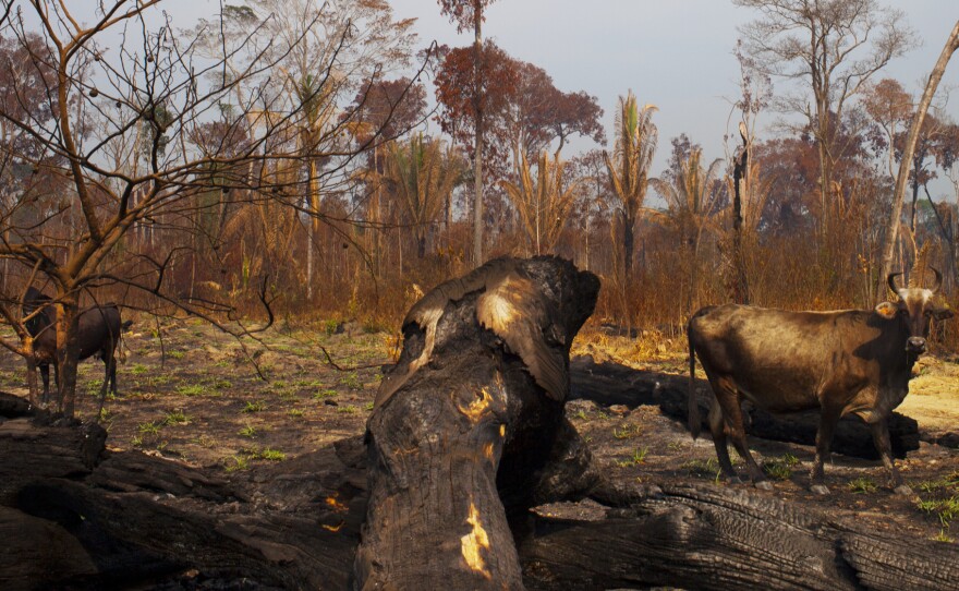 Deforestation in this part of Brazil happens in phases. Once the area has been cleared of its valuable wood, people move in. The rest of the land is then burned so it can be used for cattle, and then eventually for farming.