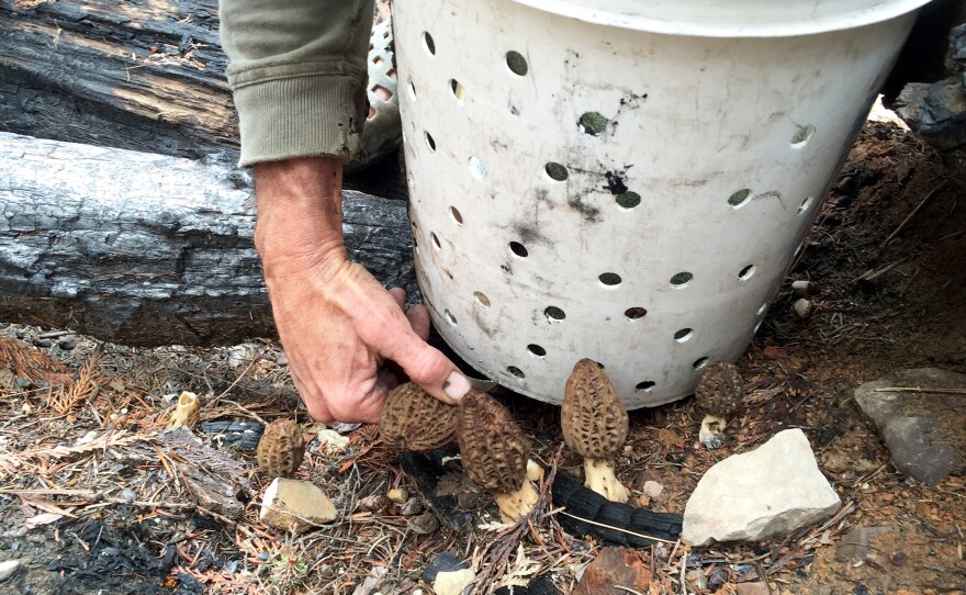 Some people are continuing to pick and sell mushrooms despite the ban.