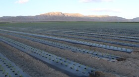 Colorado River water, used to irrigate farm fields like this one in Southern California’s Coachella Valley, sustains the Salton Sea, Feb. 19. 2018.