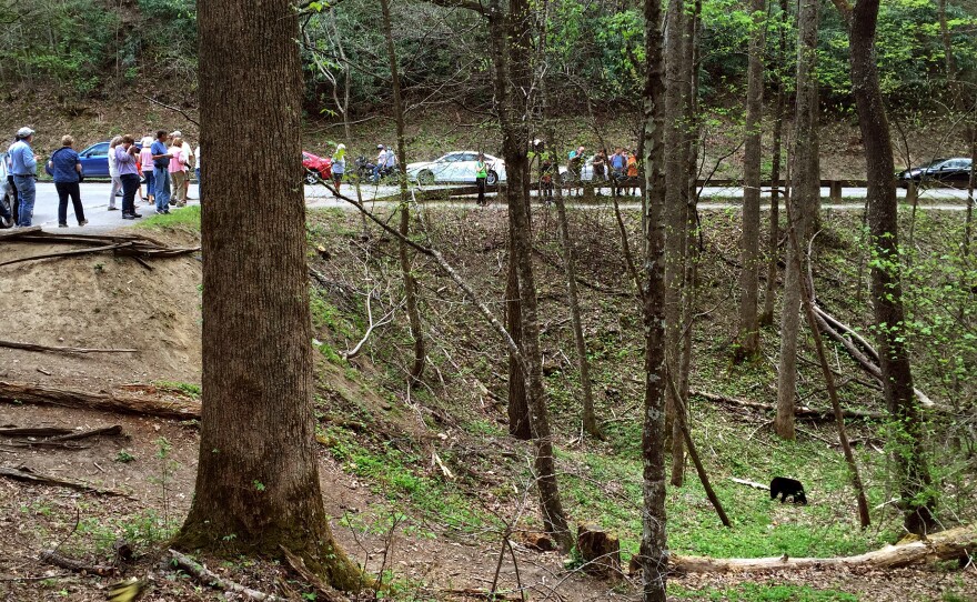 A black bear looks for food by a popular road in the park. Minutes later, a park volunteer comes and scares the bear away. She doesn't want the bear to get used to people, and she doesn't want it to find the garbage and scraps that are often by roads.