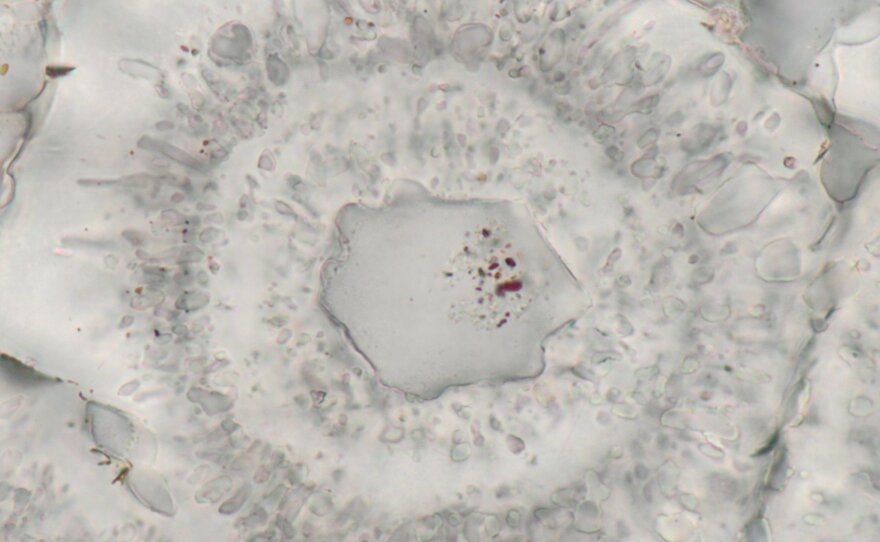 These shapes may have formed as microbes living around underwater vents released organic matter.