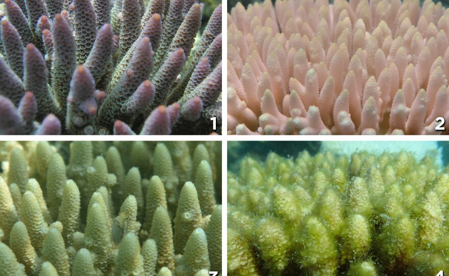 Photo (1) shows healthy coral. It's then seen bleached (2). Photo (3) shows dead coral with a film of algae, which grows thicker in photo (4).