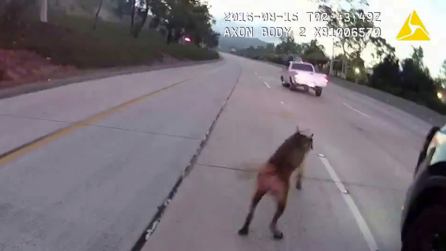 A police dog is shown in body camera footage running to attack a man in his truck with his hands up, Aug. 14, 2016.