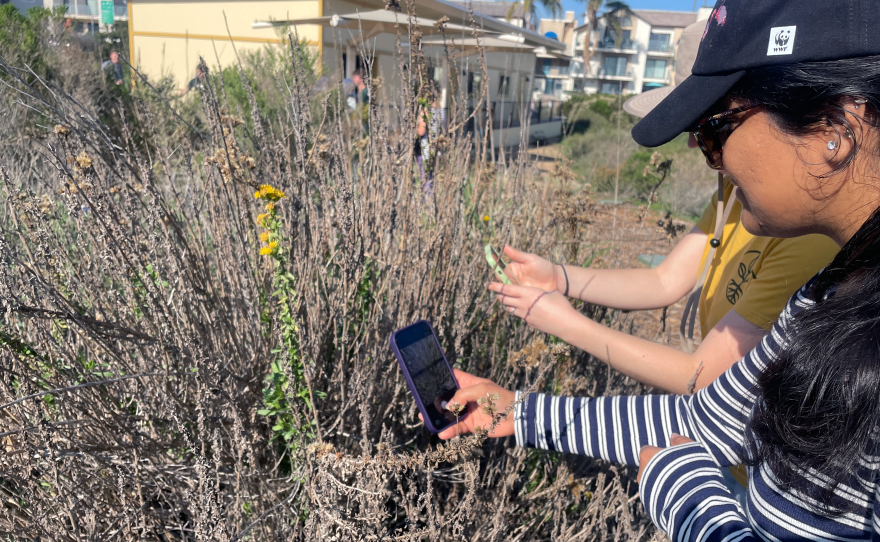 Participants take photos during an iNaturalist identification party at Kendall-Frost Mission Bay Marsh Reserve on Dec. 16, 2025.