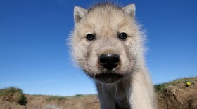 Arctic wolf cub looking to lens. Ellesmere Island, Canada.