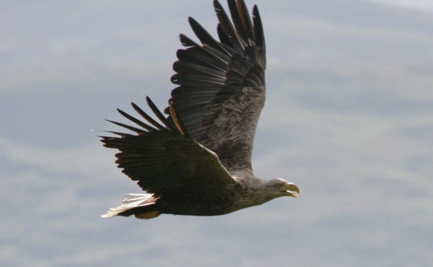 An adult white-tailed eagle in flight. The Isle of Mull, off the coast of western Scotland, hosts an amazing diversity of life.