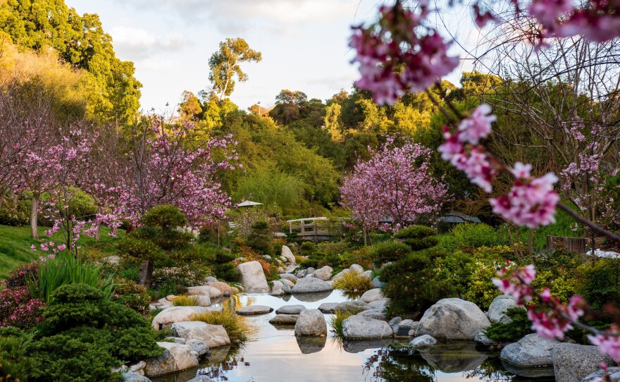 Cherry Blossoms in bloom at the Japanese Friendship Garden in Balboa Park, spring 2021.<br/>