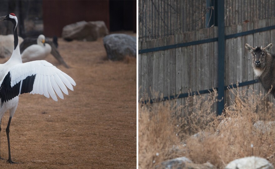A red-crowned crane (left) and an Amur goral, also known as a long-tailed goral, settle in at the Seoul Grand Park Zoo.