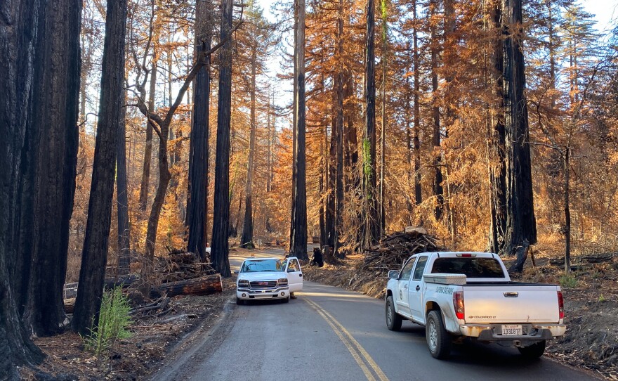 These days only park rangers and loggers are allowed in to Big Basin Redwoods State Park following a devastating wildfire that destroyed most of the infrastructure in California's oldest and one of its most iconic state parks. Big Basin is home to the largest continuous stand of ancient coastal redwoods south of San Francisco.