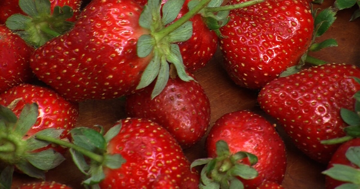 US, Canadian regulators tie hepatitis cases to strawberries KPBS