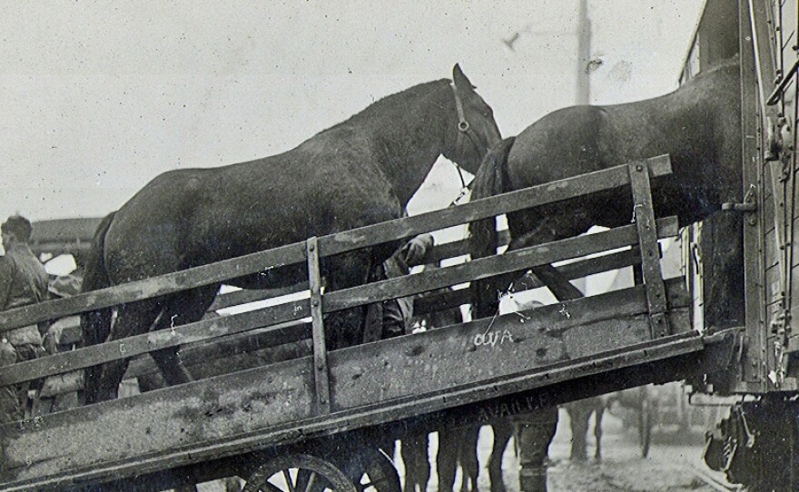 U.S. horses were loaded onto transport ships that went from the U.S. to European ports and later to the war front.