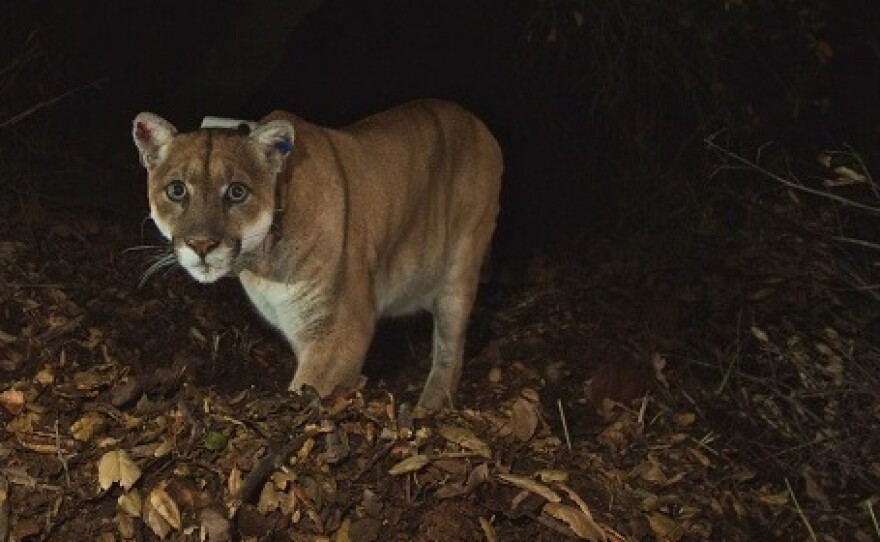P-22, shown in a photo released by the National Park Service in 2014, is the prime suspect in a koala killing.