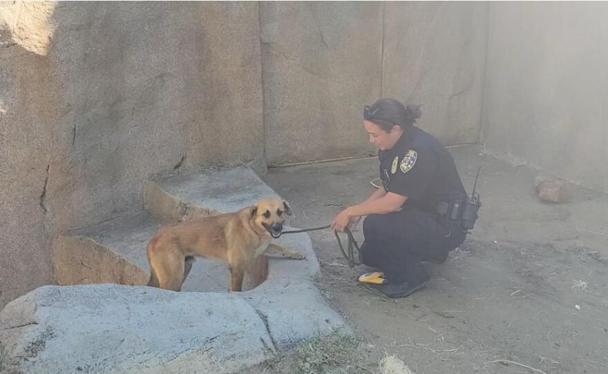 Meatball the dog is rescued by a San Diego Humane Society officer from the gorilla enclosure at the San Diego Zoo Safari Park. San Diego, Calif. June 12, 2022.