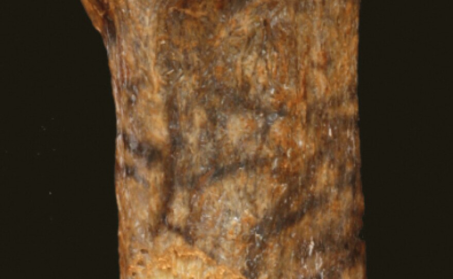 <p>A spear point is embedded near the end of this mastodon rib bone.</p>