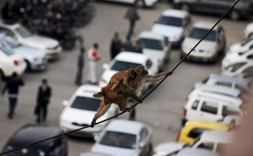 A macaque with a baby on its back balances on power lines above a parking lot in downtown New Delhi in 2012. Thousands of monkeys live on the rooftops downtown, but authorities do not kill them because many Indians consider monkeys sacred.