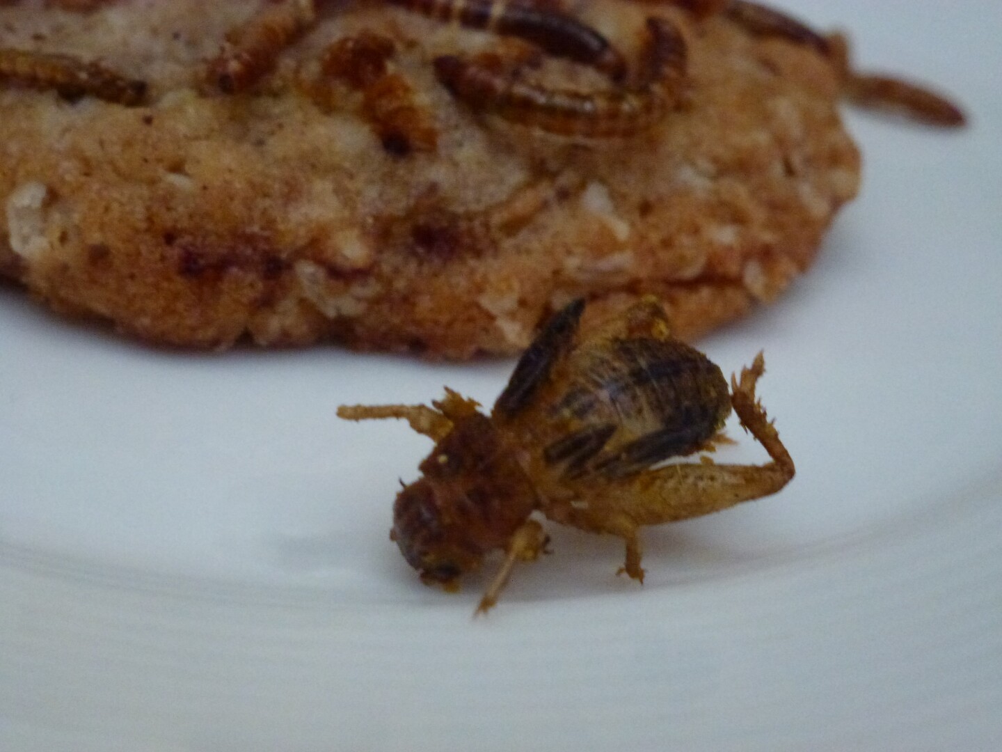 Cookies and crickets.