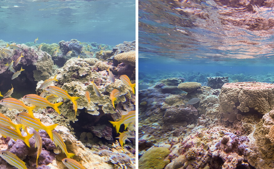 The marine ecosystem around Palmyra Atoll is teeming with life, having been impacted very little by pollution or human disturbance.