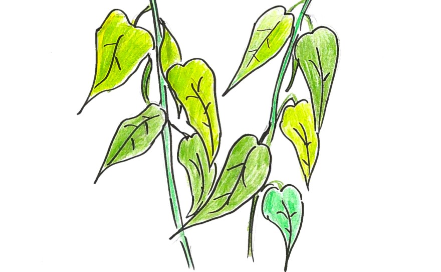 Illustration of young, healthy bean plants