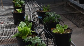 Scientists at UC San Diego's Soil Health Center at the Scripps Institution of Oceanography are developing a probiotic designed to improve plant growth. They are testing it on several plants, including lettuce, at a Salk Institute Research greenhouse, as pictured here on March 6, 2026. 