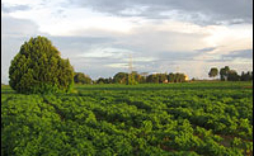Viteu Holzbach's farm covers 260 hectares. Holzbach says he is struggling to comply with Brazil's laws regarding deforestation and land cultivation.