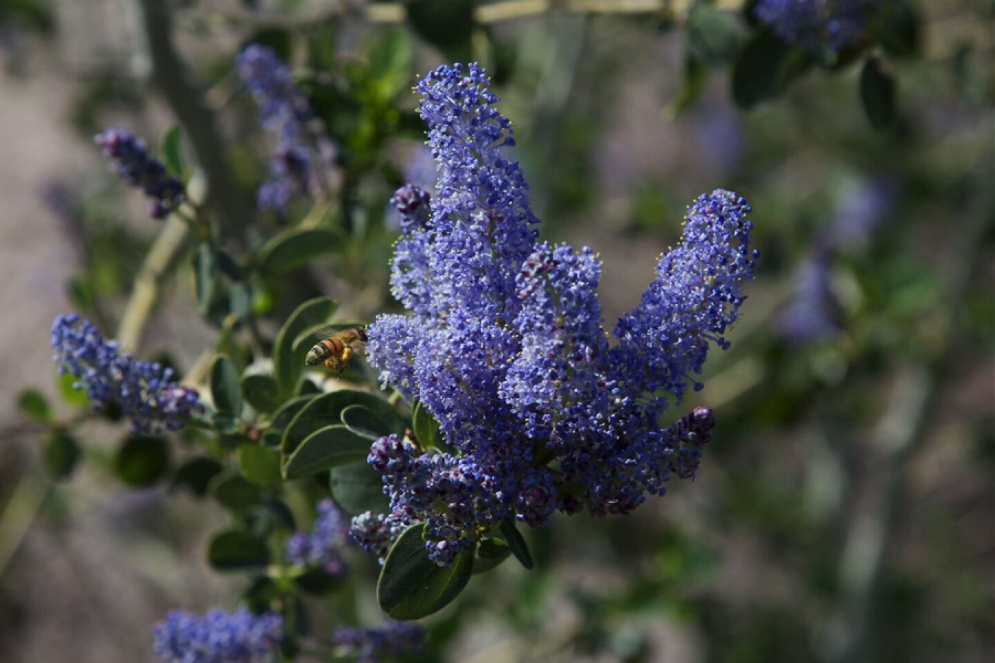 California lilac bloom up close.