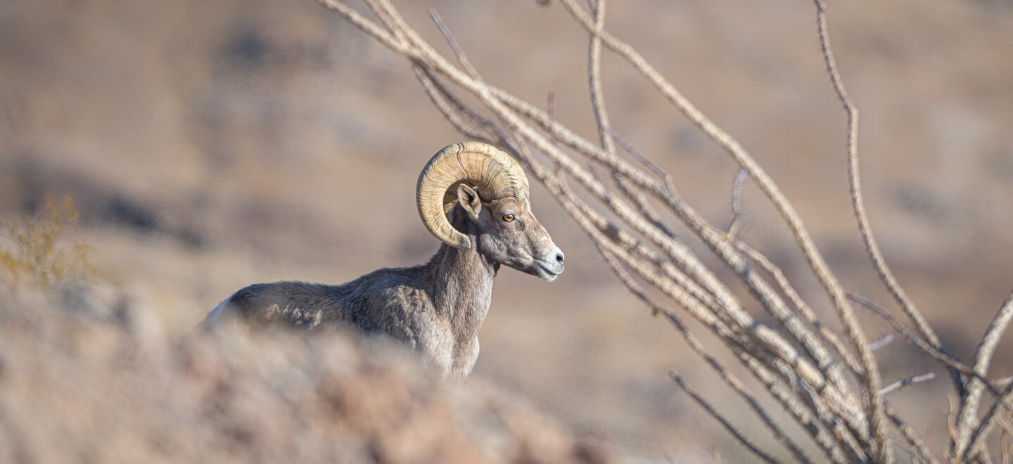 A bighorn ram is shown in this undated image.