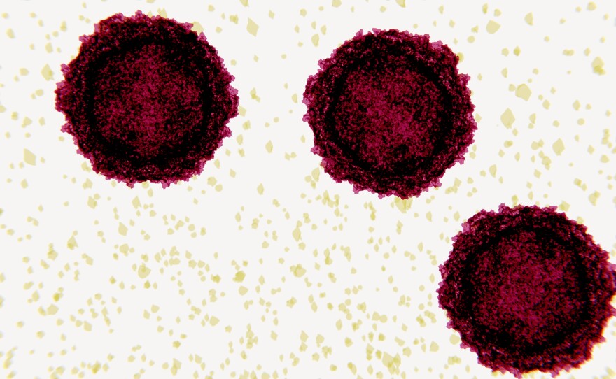 Poliovirus, long a scourge, has been modified by Duke University researchers for experimental use as a brain cancer treatment.