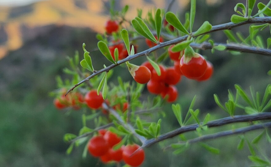 Splashes of color decorate the Sonoran Desert, where austere rock gives way to blossoms and berries.
