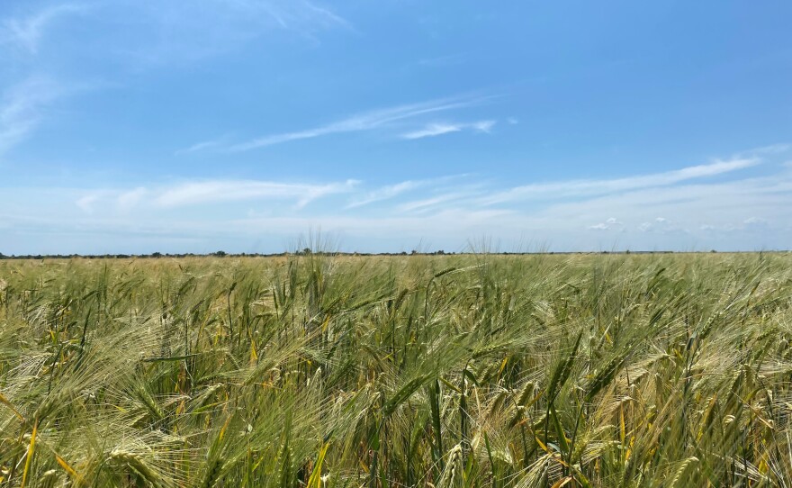The Ukrainian flag represents a blue sky over yellow farm fields, like grain on the farm of Vasily Khmilenko outside the city of Odesa.
