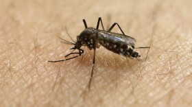 An Aedes aegypti mosquito, known to be a carrier of the Zika virus, acquires a blood meal on the arm of a researcher at the Biomedical Sciences Institute of Sao Paulo University in Brazil, Jan. 18, 2016.