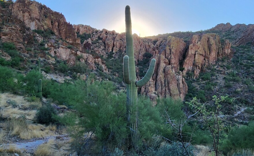 An abundance of birds live among the saguaro and cactus. Often hiking in the Superstition Wilderness the birdsong is as rich as an eastern forest.