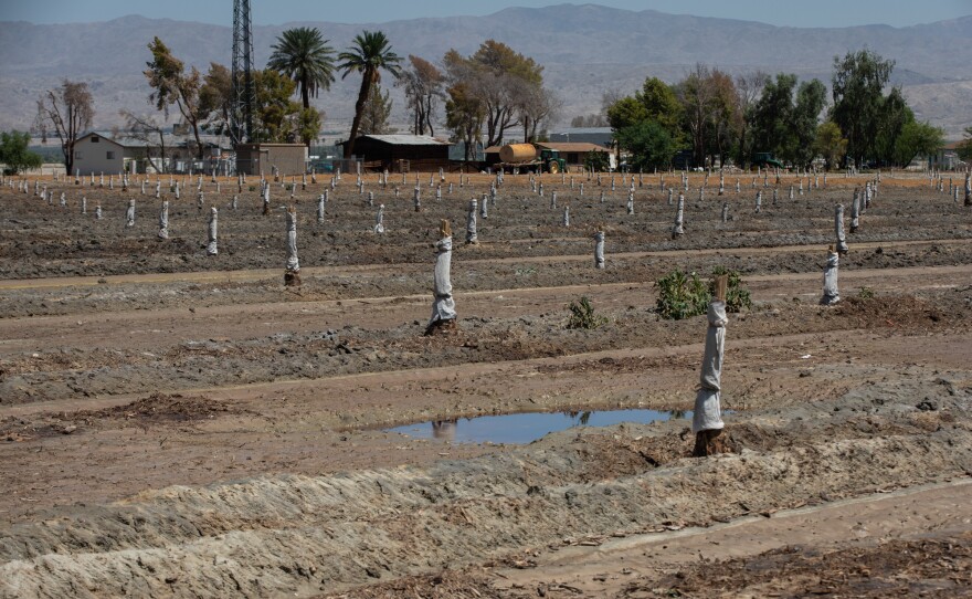 A field filled with puddles following days of heavy rain from Hurricane Hilary in Coachella Valley on Aug. 24, 2023.