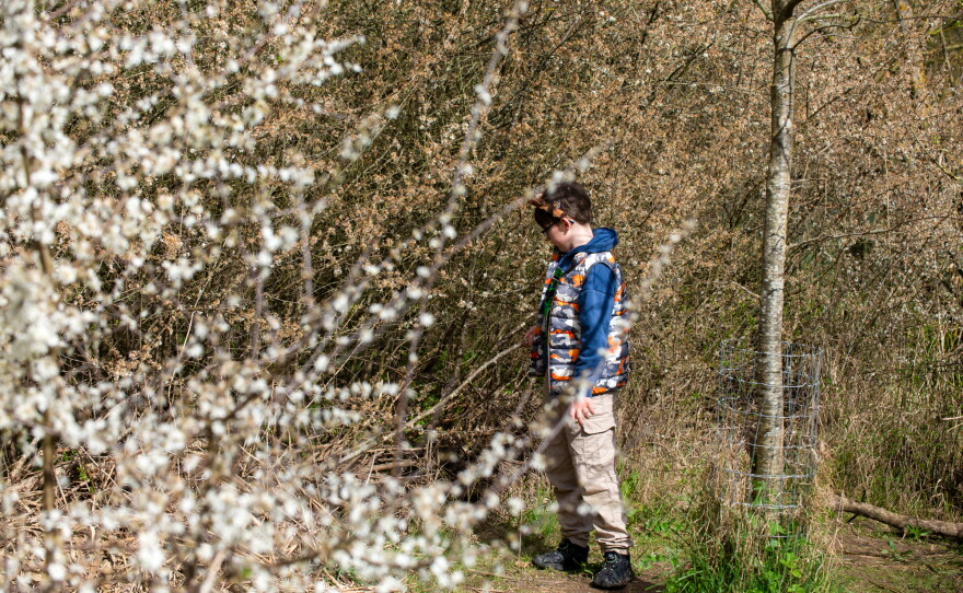 Hunter Cannon, 10, from Harefield, London, takes a guided tour of the Ealing Beaver Project. Tourists and residents alike enjoy wildlife in the Paradise Fields nature reserve. As part of the Ealing Beaver Project, a family of five beavers was introduced into the park in 2023, damming up a creek, reducing flooding and boosting biodiversity.