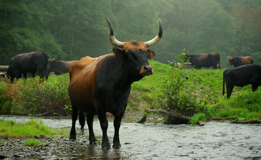 Descendants of the aurochs bred by the Heck brothers. "Hitler's Jurassic Monsters" is the untold story of a Nazi plan involving not humans, but animals. In an almost too-unbelievable-to-be-true tale, Nazis attempted to recreate the primeval forests of Germanic folklore stocked with ancient breeds of extinct beasts for ultimate hunting sessions.